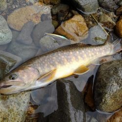梅雨の晴れ間にイワナ釣り